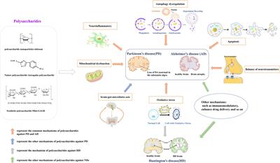 Protective Effects of Polysaccharides in Neurodegenerative Diseases